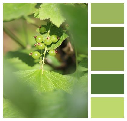 Nature Currant Shrub Garden Berry Fruit Kitchen Garden Image